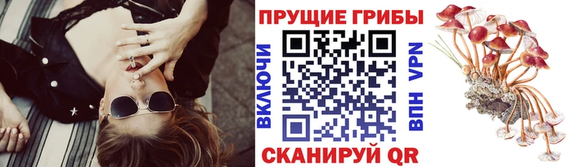 Галлюциногенные грибы MAGIC MUSHROOMS  купить   блэк спрут ссылка  Суздаль 